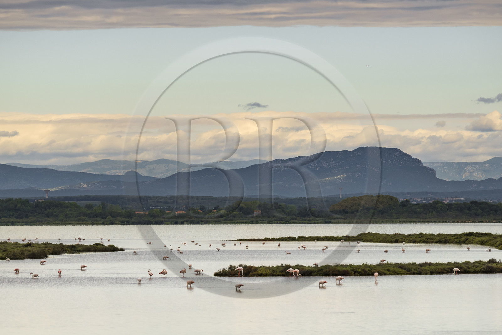 France, Hérault (34), Carnon, flamands roses sur l'étang de l'Or et le Pic Saint-Loup en arrière plan