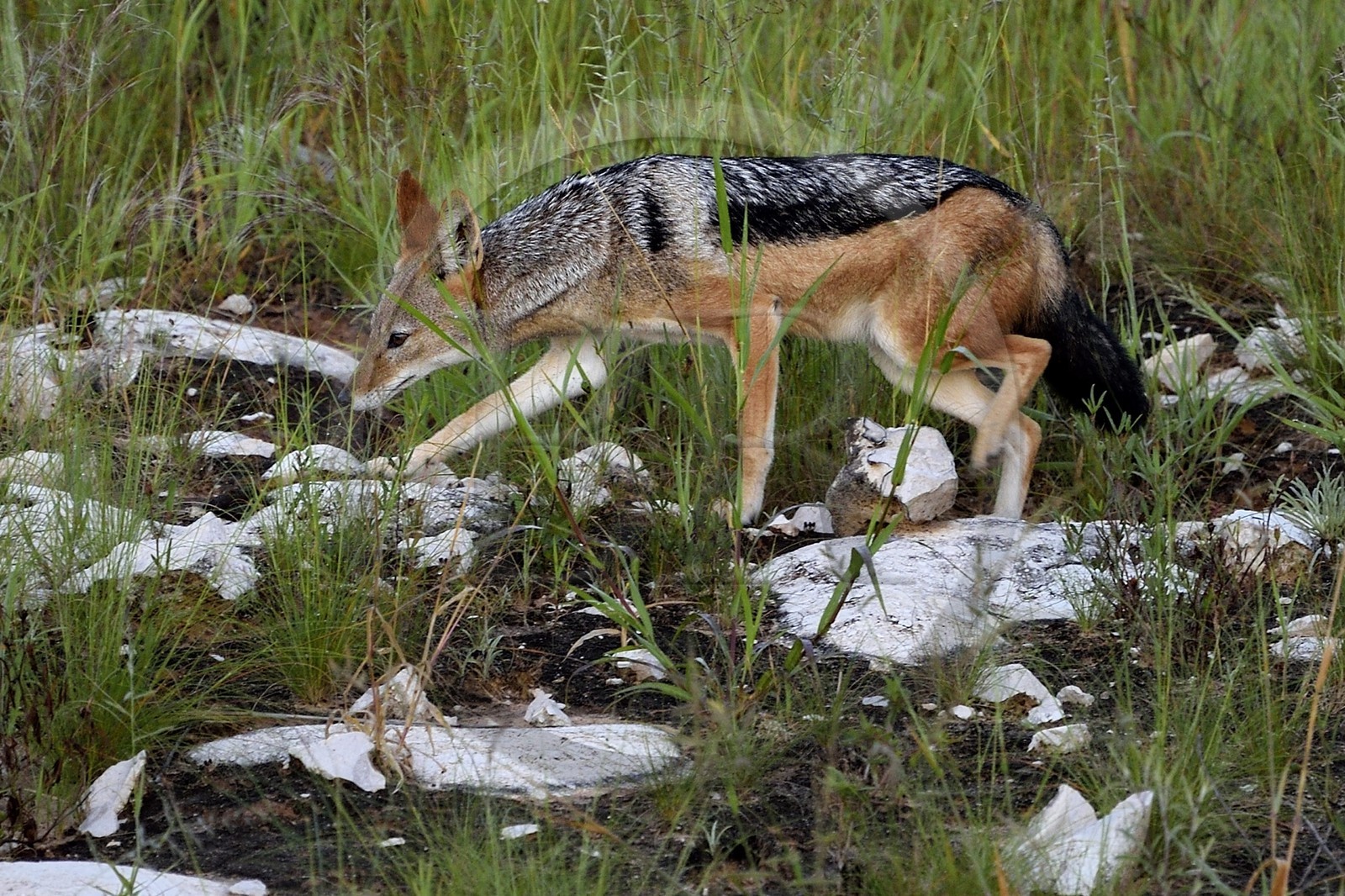 Namibie, région de Oshikoto, Parc National d'Etosha, chacal à chabraque (Canis mesomelas)