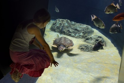 Portugal, Lisbonne, Parque das Nações (Parc des nations) construit pour l'exposition universelle de 1998, Oceanário (Oceanarium), enfant observant une tortue de mer
