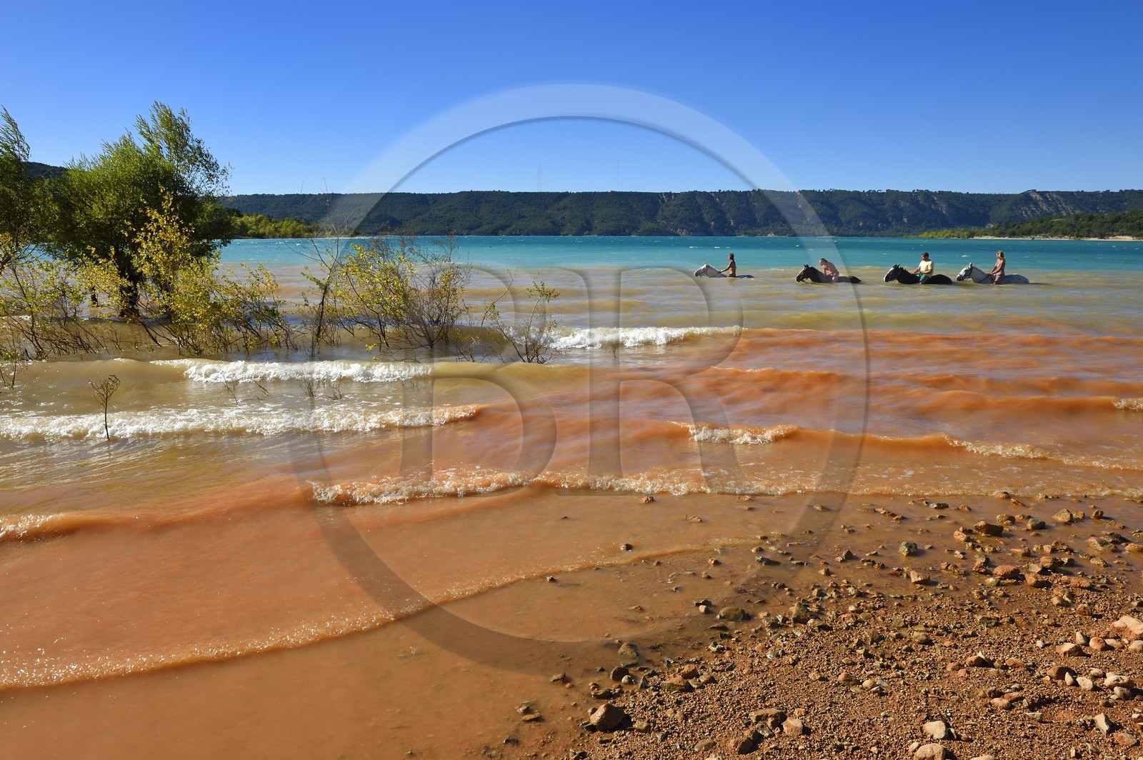 France, Var (83), Parc Naturel Régional du Verdon, lac de Sainte Croix, randonnée équestre avec Verdon Equitation, baignade des chevaux interdite depuis peu (octobre 2014)