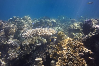 Philippines, Calamian Islands dans le nord de Palawan, Coron Island Natural Biotic Area, récif de corail