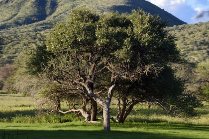 Namibia, Khomas region, north of Windhoek, Okapuka Ranch, acacia tree