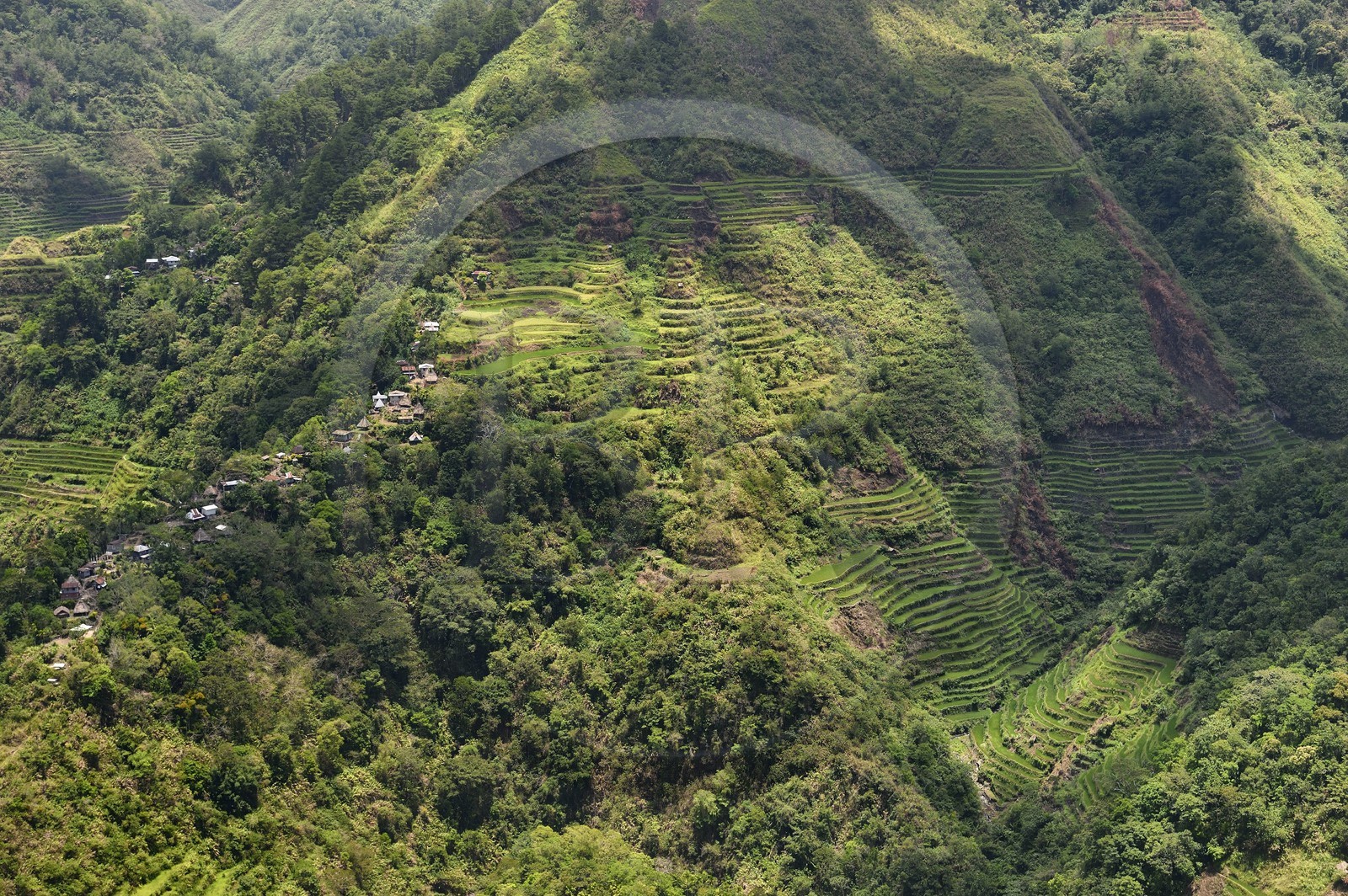 Philippines, province d'Ifugao, les rizières en terrasses de Banaue, classées Patrimoine Mondial de l'UNESCO, alimentées par un ancien système d'irrigation depuis la forêt tropicale au-dessus des terrasses et le village de Cambulo