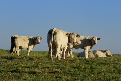 France, Seine-Maritime, Pays de Caux, Cote d'Albatre, Sotteville-sur-Mer, cows in a field