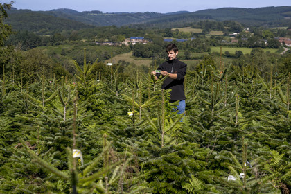 France, Nièvre (58), Parc naturel régional du Morvan, Gouloux, établissement Marchand (scierie, saboterie et boissellerie), Pierre Marchand sur son terrain de production de sapins de Noël de Nordmann et d’épicéas issus d’une production arboricole raisonnée et durablement gérée