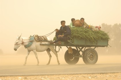Egypte, désert libyque, oasis de Dakhla, chariot lors du vent de sable (khamsin)