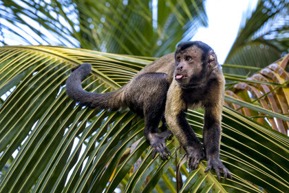 France, French Guiana, Kourou, Salvation Islands (Iles du Salut), Royal Island, brown capuchin monkey (Sapajus apella) or black tufted capuchin