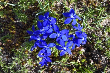 France, Alpes de Haute Provence, Uvernet Fours, Mercantour National Park, Ubaye valley, lake tour hiking trail of the Cayolle pass, spring gentian (Gentiana verna)