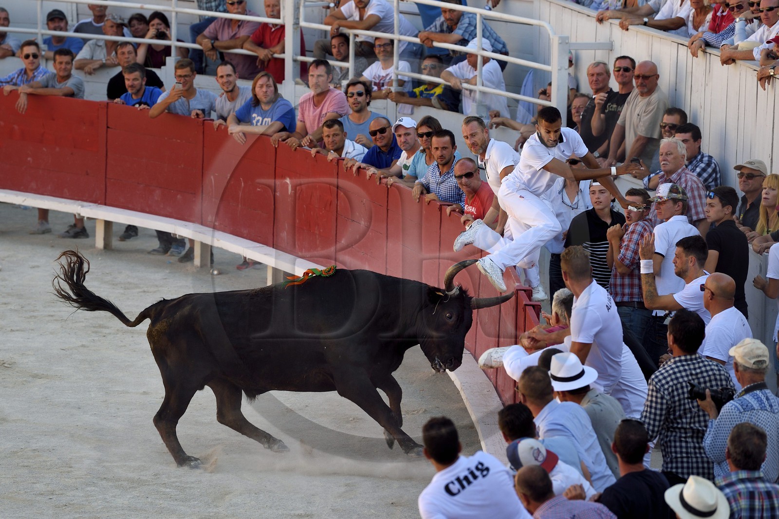 France, Bouches-du-Rhône (13), Arles, la course camarguaise  de la Cocarde d'Or aux Arènes
