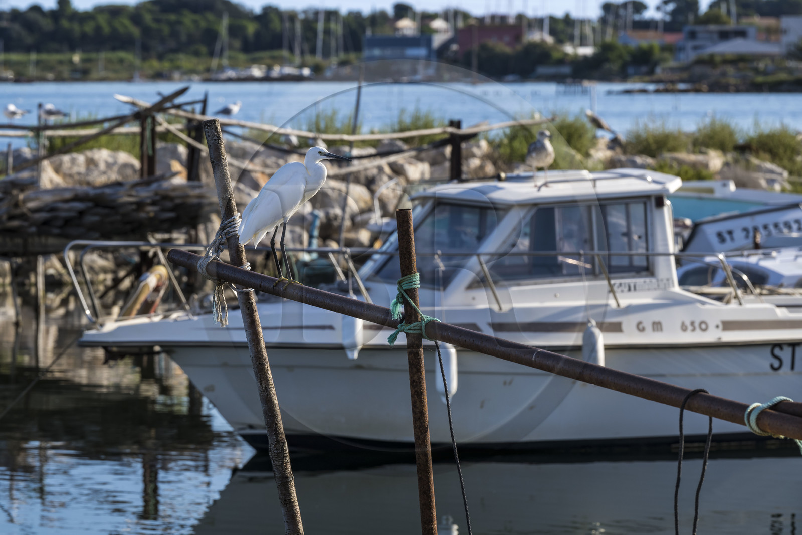 France, Hérault (34), Sète, quartier de la Pointe Courte, le petit port du quartier de pecheurs sur les rives de l'étang de Thau, Aigrette garzette (Egretta garzetta)