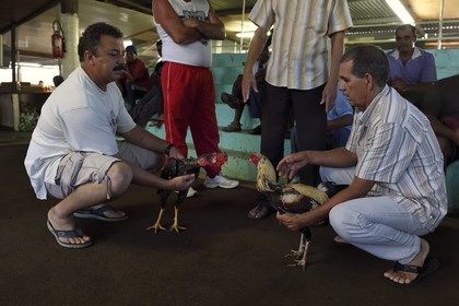 France, Ile de la Reunion, Petit Tampon, combat de coqs dans le Rond de Coq