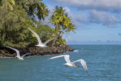 France, French Guiana, Kourou, Salvation Islands (Iles du Salut), Royal Island, royal tern (Thalasseus maximus)