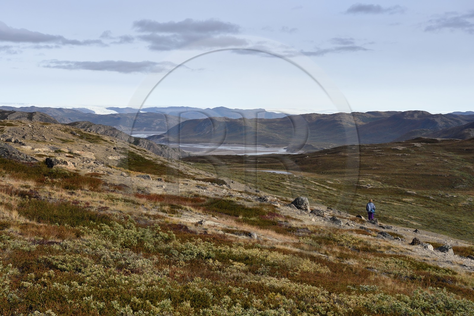 Groenland, région du centre ouest vers Kangerlussuaq, randonneur dans un paysage de toundra et la calotte glaciaire en arrière plan
