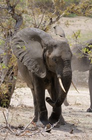 Tanzania, Selous Game Reserve is one of the largest fauna reserves of the world and designated a UNESCO World Heritage Site in 1982, African Bush Elephant (Loxodonta africana)