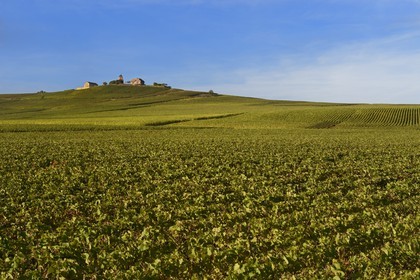 France, Marne, regional park of Montagne de Reims, Verzenay, wind mill perched atop a hill overlooking the Champagne vineyards