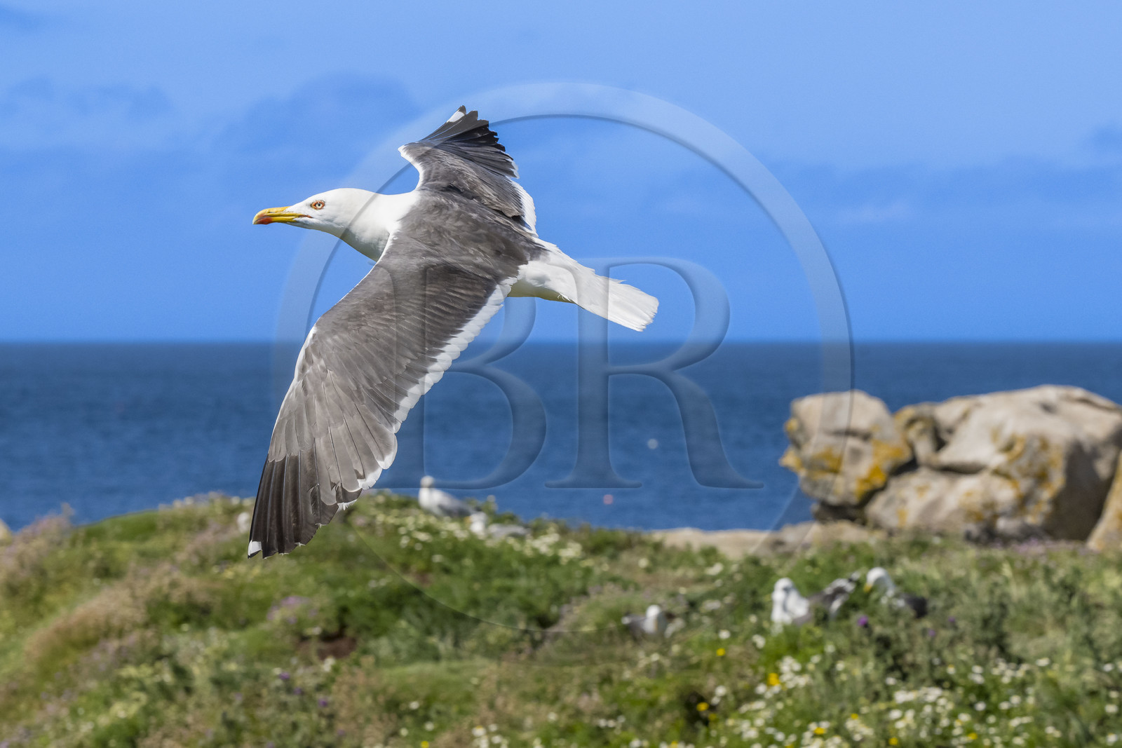 France, Finistère (29), Pays des Abers, Ile Vierge dans l'archipel de Lilia, goéland