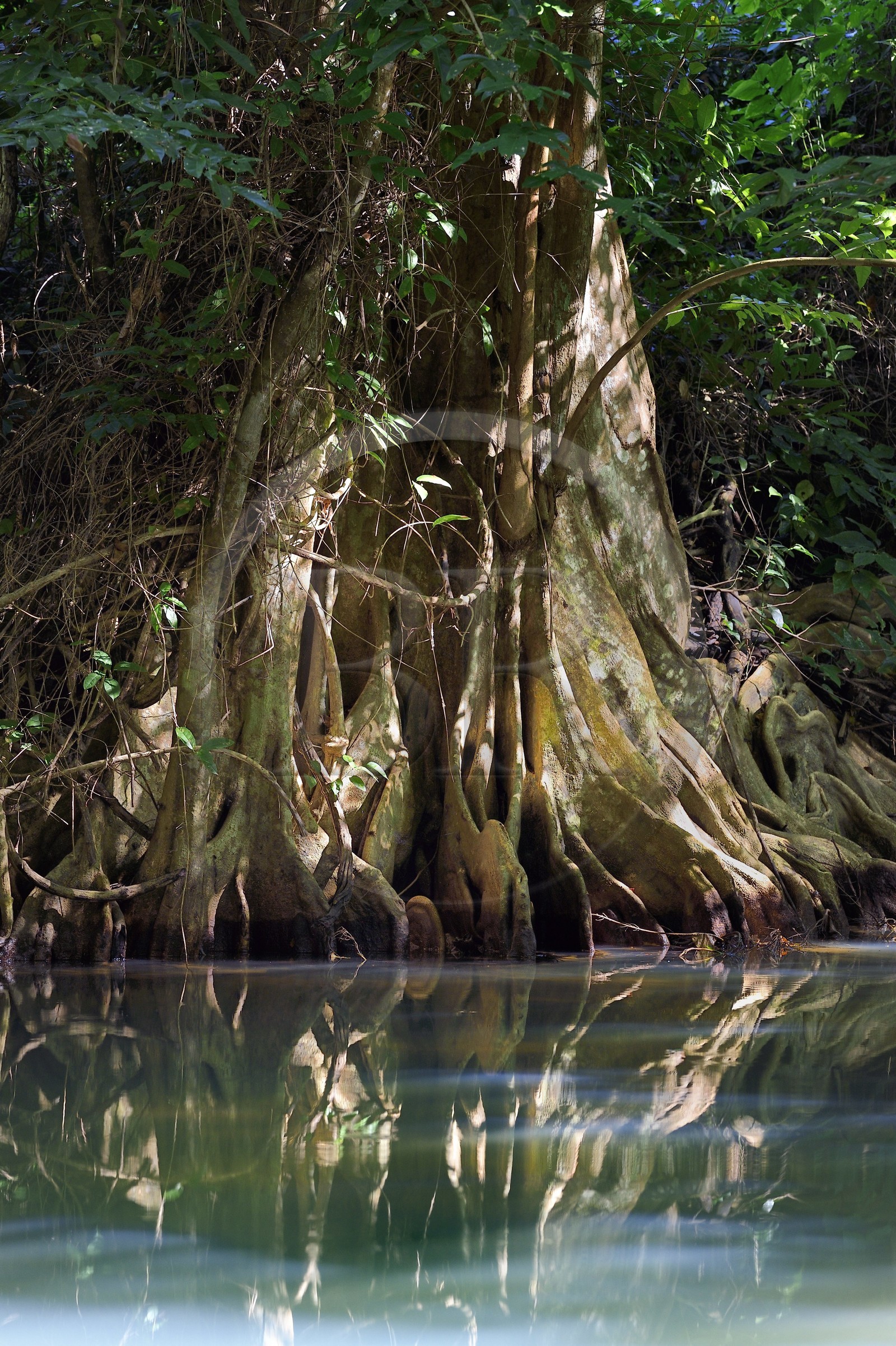 Caraïbes, Ile de la Dominique, Portsmouth, les rives de l'Indian River, sang-dragon (Pterocarpus officinalis)