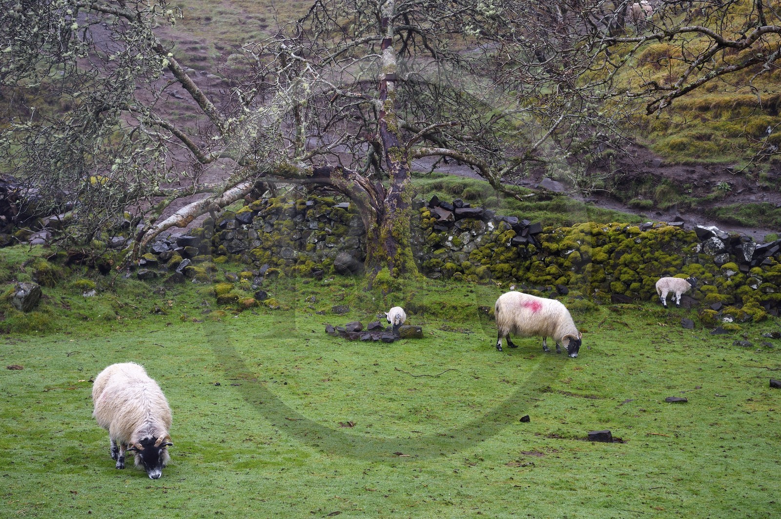 Royaume-Uni, Ecosse, région des Highlands, les Hébrides, Ile de Skye, Uig, le Fairy Glen (vallée féérique) du côté ouest de Trotternish à Balnacnoc