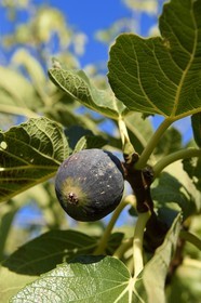 France, Var, Draguignan, Solliès fig
