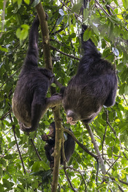 Rwanda, Province de l’Ouest, Nyakabuye, Parc national de Nyungwe, forêt tropicale humide naturelle de Cyamudongo, Chimpanzés commun (Pan Troglodytes) dont une femelle avec une vulve dilatée en période d'œstrus, période d'accouplement