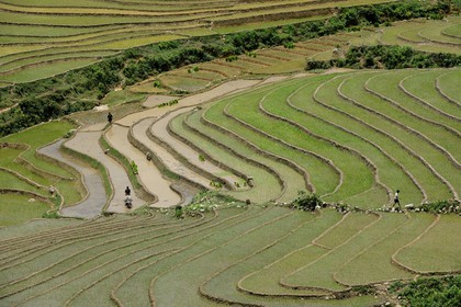 Vietnam, province de Lao Cai, région de Sapa, vallée de Ta Phin, culture de rizières en terrasses par la minorité Hmong Noir