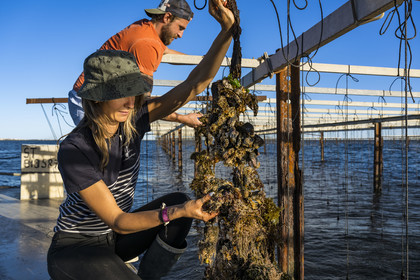 France, Herault, Etang de Thau, Meze, shellfish producers Quentin and Emmeline, suspension farming on ropes in the oyster bed