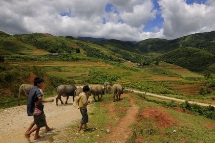 Vietnam, Lao Cai province, Sapa district, Ta Phin valley,  children from the Black Hmong minority group bringing back their buffaloes