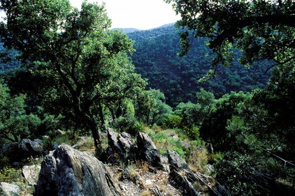 France, Var (83), le massif des Maures