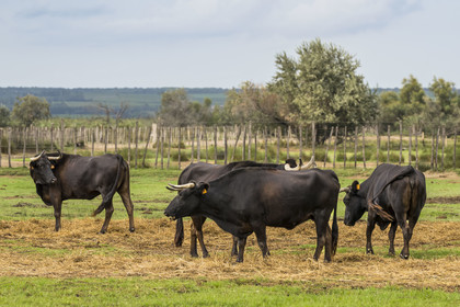 France, Gard (30), Saint-Gilles du Gard, la Petite Camargue, élevage de taureaux camarguais