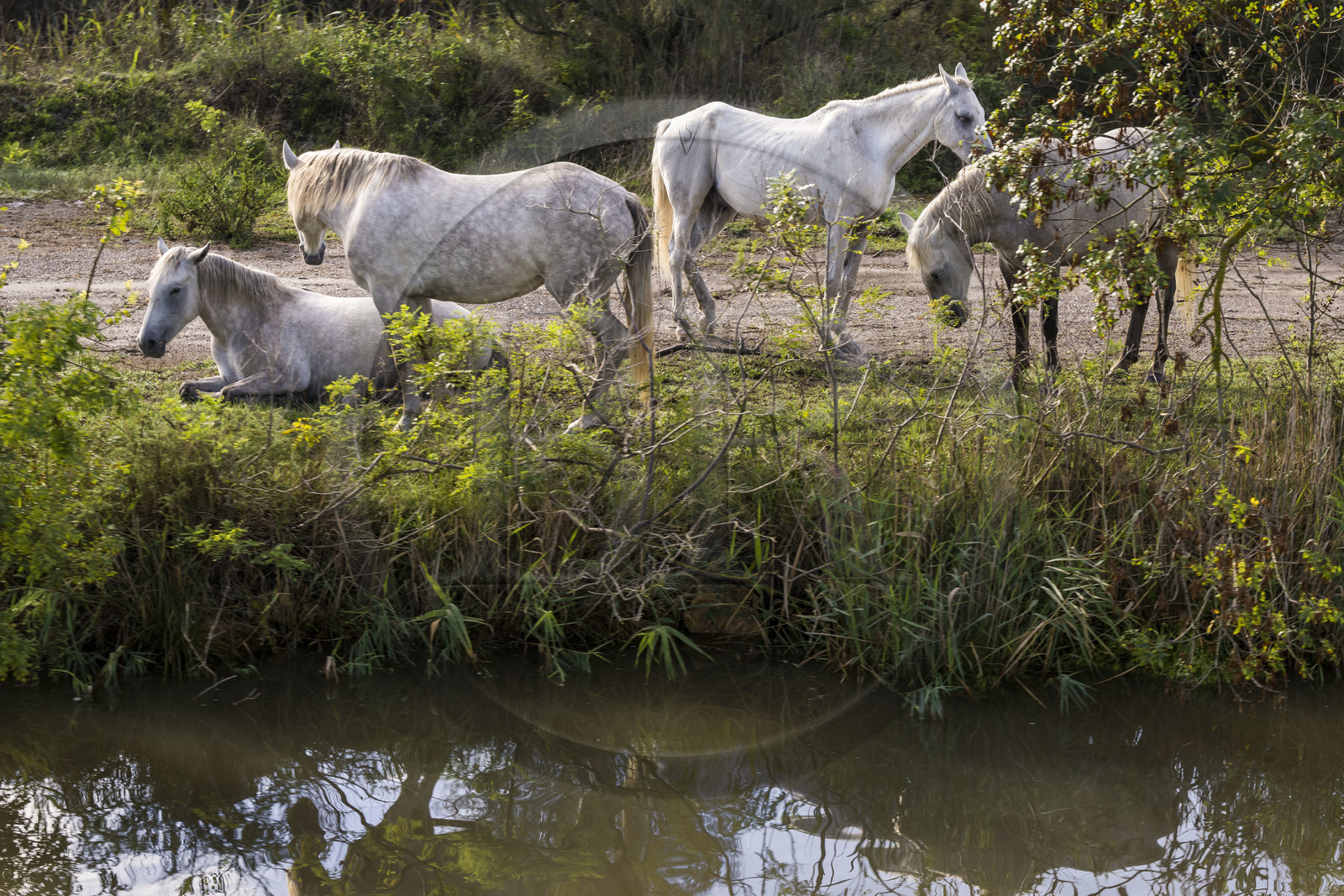 France, Gard (30), la Petite Camargue vers Aigues-Mortes, chevaux camarguais en bordure du canal du Rhône à Sète