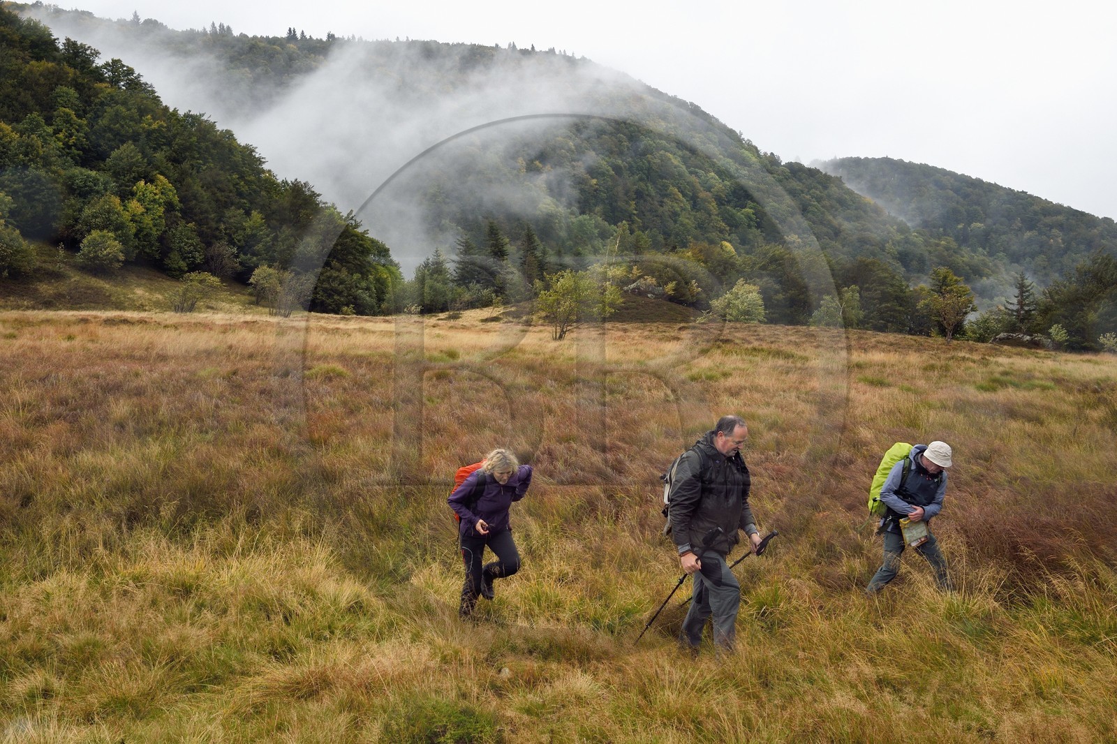 France, Vosges (88), Parc naturel régional des ballons des Vosges, Saint-Maurice-sur-Moselle, chaume des Neuf Bois, randonneurs en bordure de la tourbière entouré par la foret