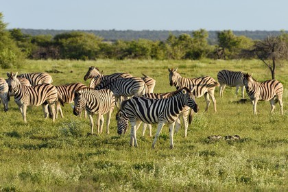 Namibia, Oshikoto region, Etosha National Park, Burchell's zebras (Equus burchellii)