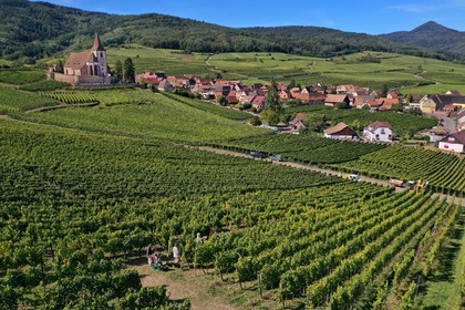 France, Haut-Rhin (68), Route des vins d'Alsace, Hunawihr, labellis