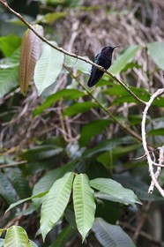 Caraïbes, Ile de la Dominique, Parc national de Morne Diablotin sur le sentier de randonnée Waitukubuli qui traverse l’ile, Colibri madère (Eulampis jugularis)