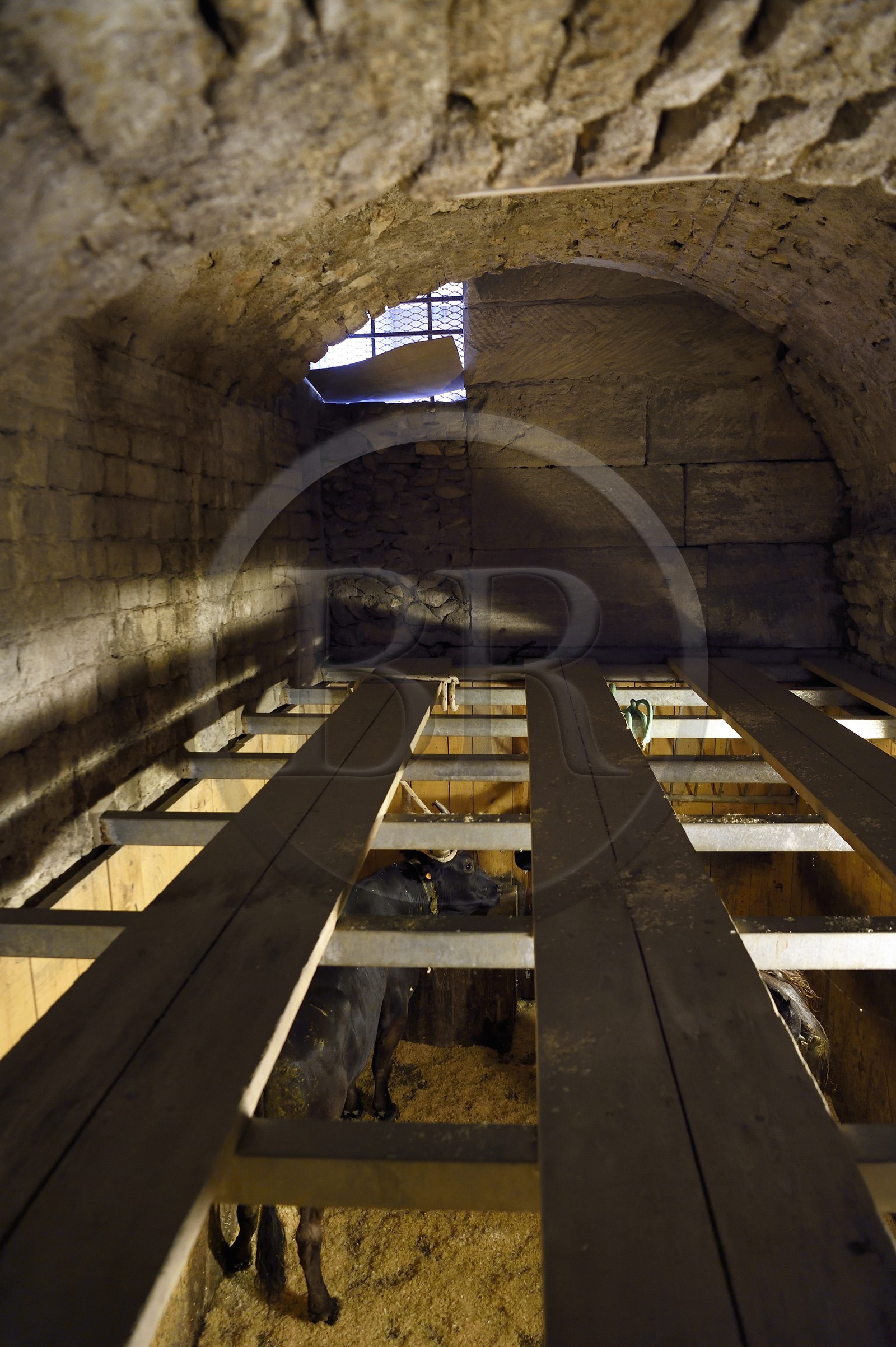 France, Bouches-du-Rhône (13), Arles, les Arènes, amphithéâtre romain de 80-90 après JC, classé Patrimoine Mondial de l'UNESCO, taureaux dans le toril situé sous les tribunes