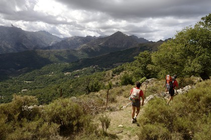 France, Haute Corse, Balagne, the Giussani valley in the Regional Natural Park, the Tartagine forest