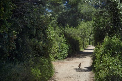 France, Alpes-Maritimes, Lerins Islands, Sainte-Marguerite island, pheasant on one of the paths
