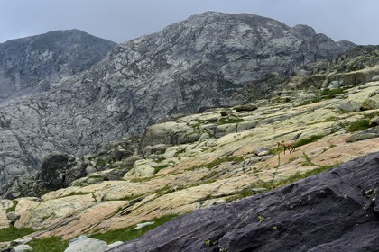 France, Alpes-Maritimes, parc national du Mercantour (Mercantour National Park), the Vallee des Merveilles (Valley of Wonders) scattered with thousands of rupestral engravings of the Bronze Age, chamois on the chiappes yellow schist flagstones