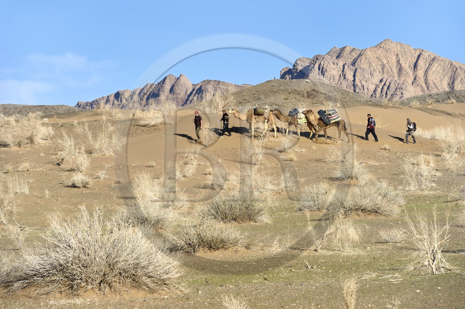 Iran, Province d'Ispahan, désert du Dasht-e Kavir, Mesr dans la région de Khur et Biabanak, caravane de dromadaires lors d'une randonnée chamelière