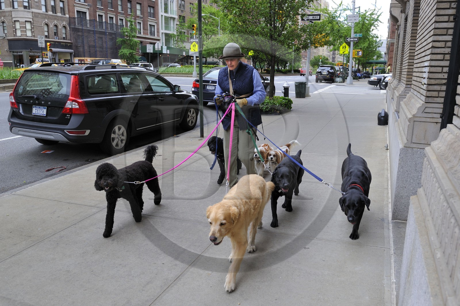 Etats-Unis, New York, Manhattan, Upper East Side, promeneuse professionnelle de chiens sur Park avenue