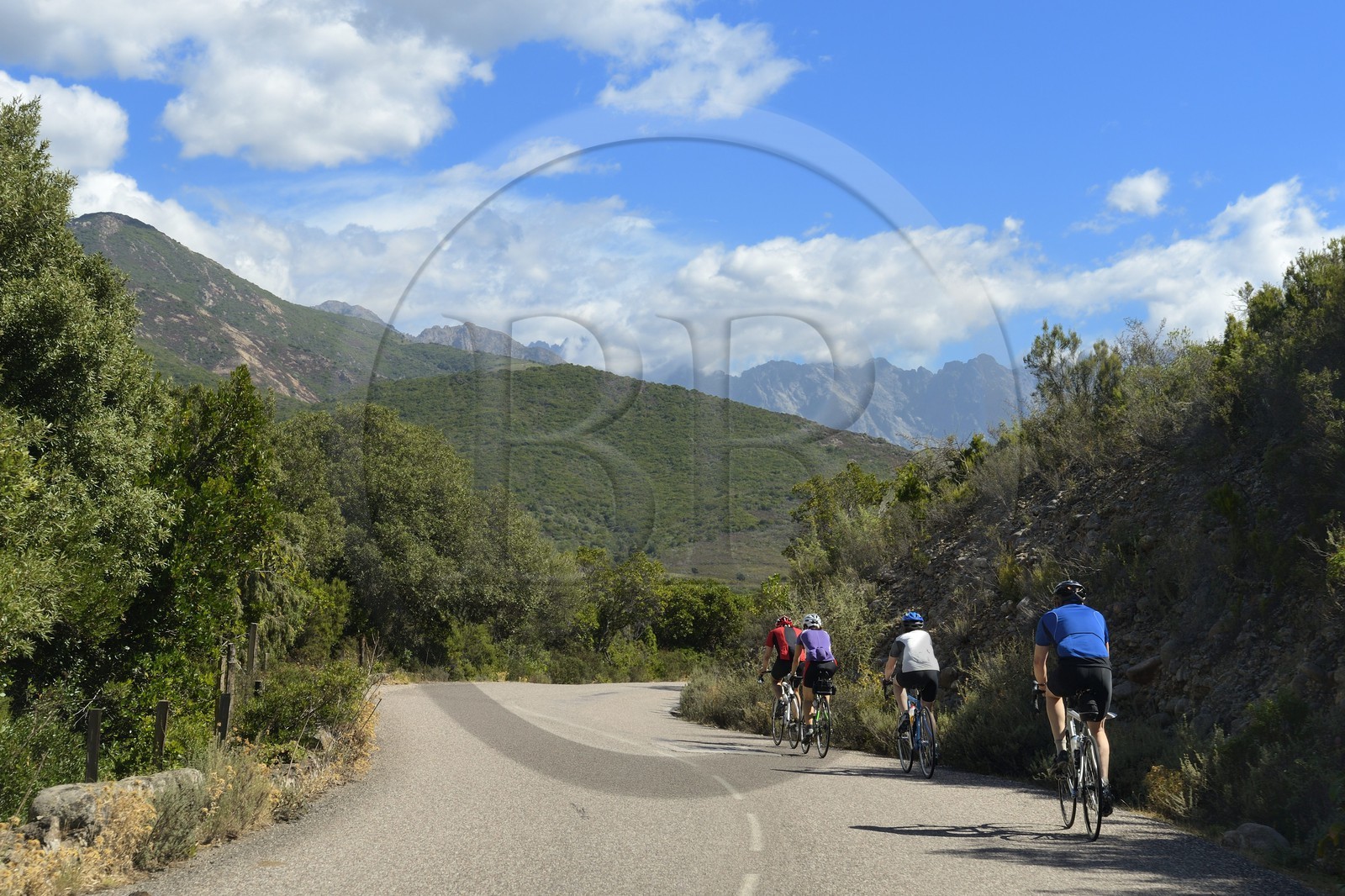France, Haute-Corse (2B), Balagne, cyclistes sur la route D81 entre Galéria et Porto