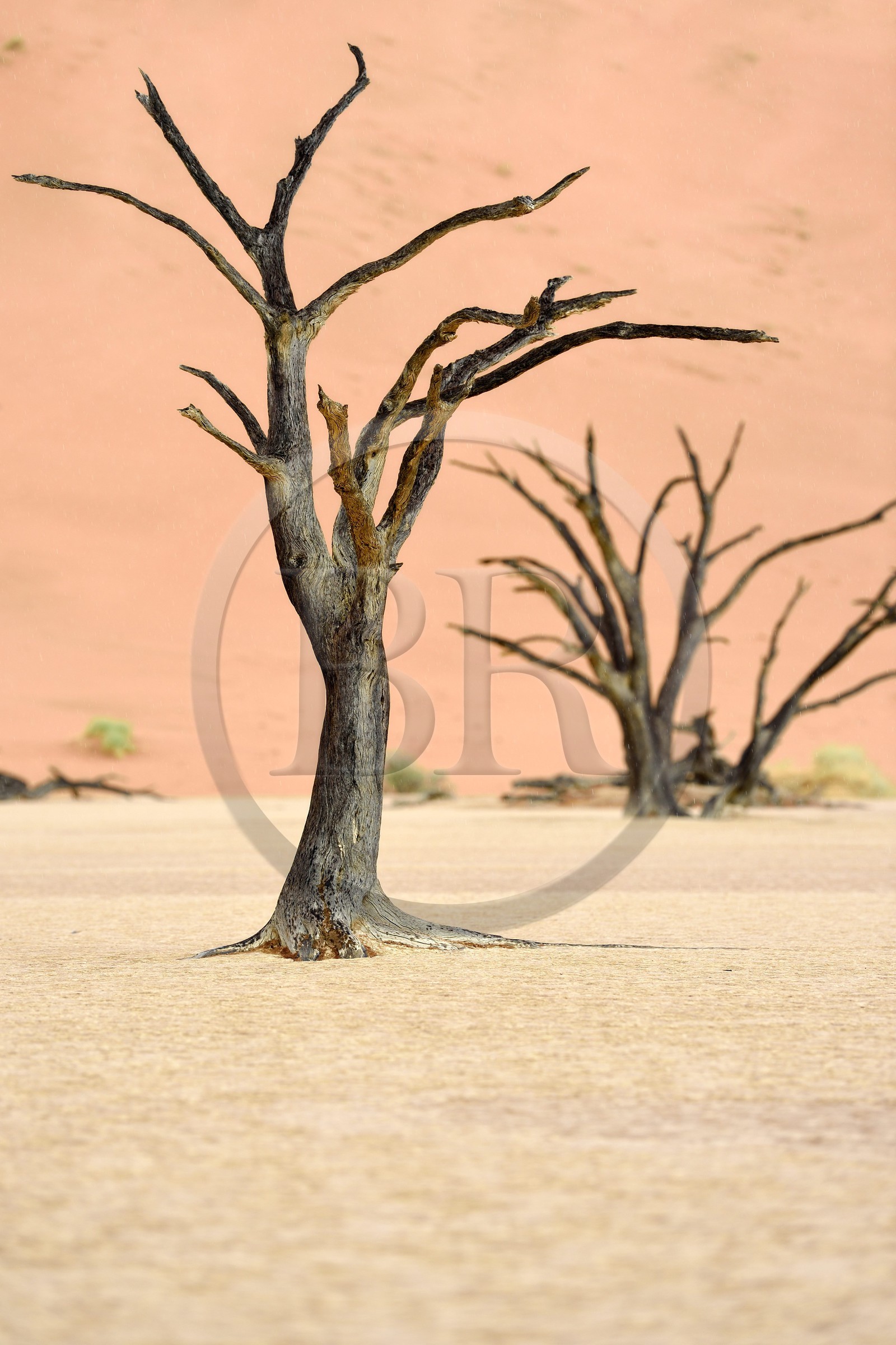 Namibie, région d'Hardap, désert du Namib, parc national du Namib-Naukluft, Erg du Namib classé Patrimoine Mondial de l'UNESCO, dunes de Sossusvlei, Dead Vlei, arbres morts de Camelthorn Acacia (Acacia erioloba)