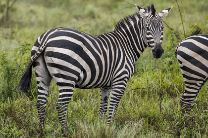 Rwanda, Parc national de l'Akagera, zèbre des plaines (Equus quagga)