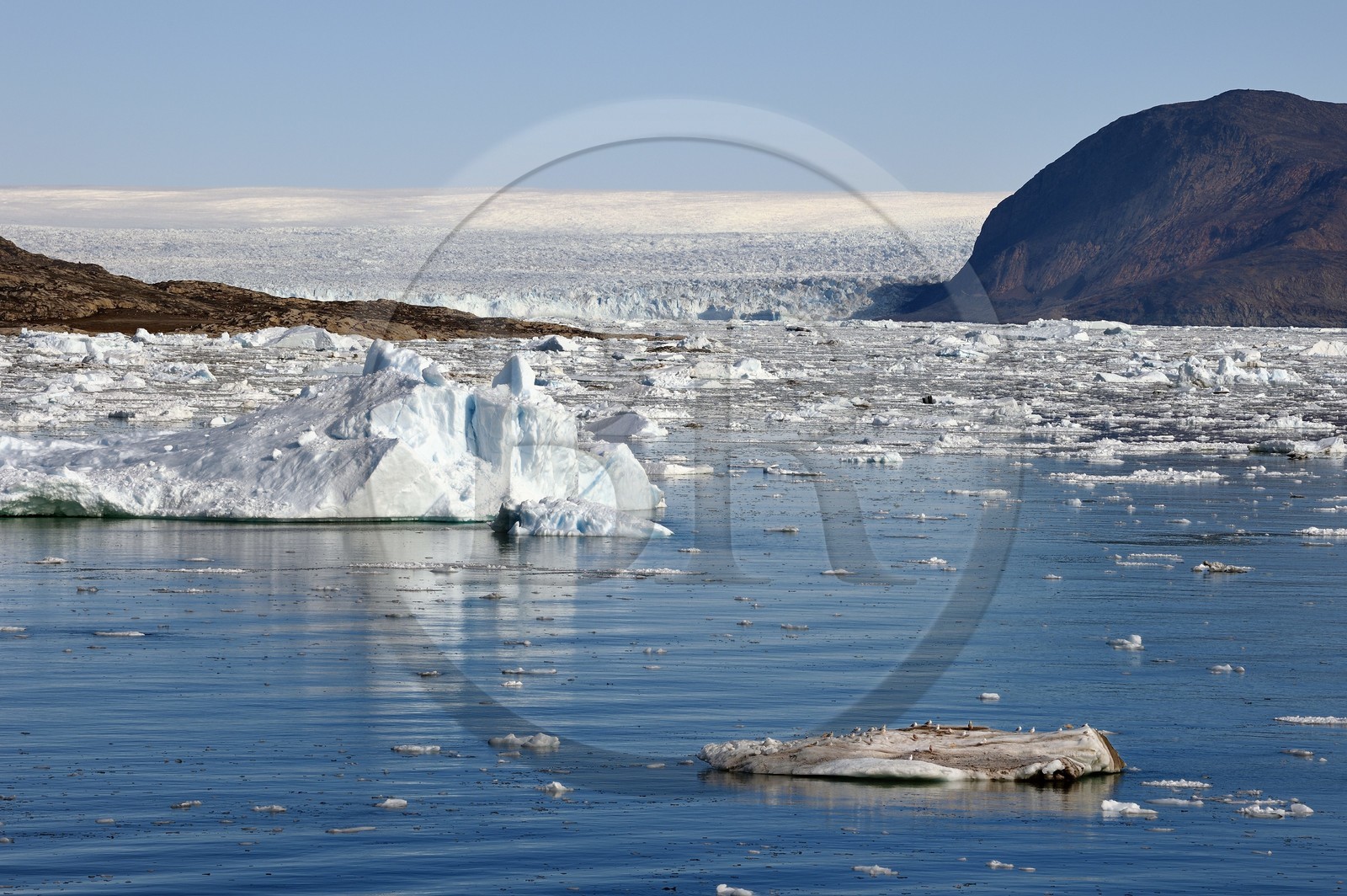 Groenland, cote ouest, baie de Disko, baie de Quervain, le glacier Kangilerngata sermia voisin du glacier Eqip Sermia (glacier Eqi) et icebergs au premier plan