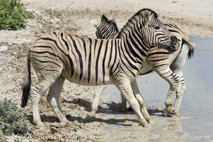 Namibia, Oshikoto region, Etosha National Park, Burchell's zebras (Equus burchellii)