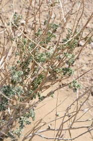 Iran, Province d'Ispahan, désert du Dasht-e Kavir, Arousan dans la région de Khur et Biabanak,