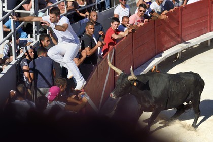 France, Bouches-du-Rhône (13), Arles, la course camarguaise  de la Cocarde d'Or aux Arènes, le raseteur Loic Auzolle