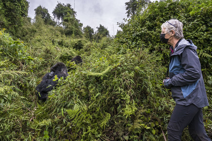 Rwanda, Province du Nord, Parc National des Volcans dans la chaine des Monts Virunga, mont Karisimbi, touriste observant des gorilles des montagnes  (Gorilla beringei beringei), dos argenté (silverback) nommé Impuzamahanga qui est le male dominant