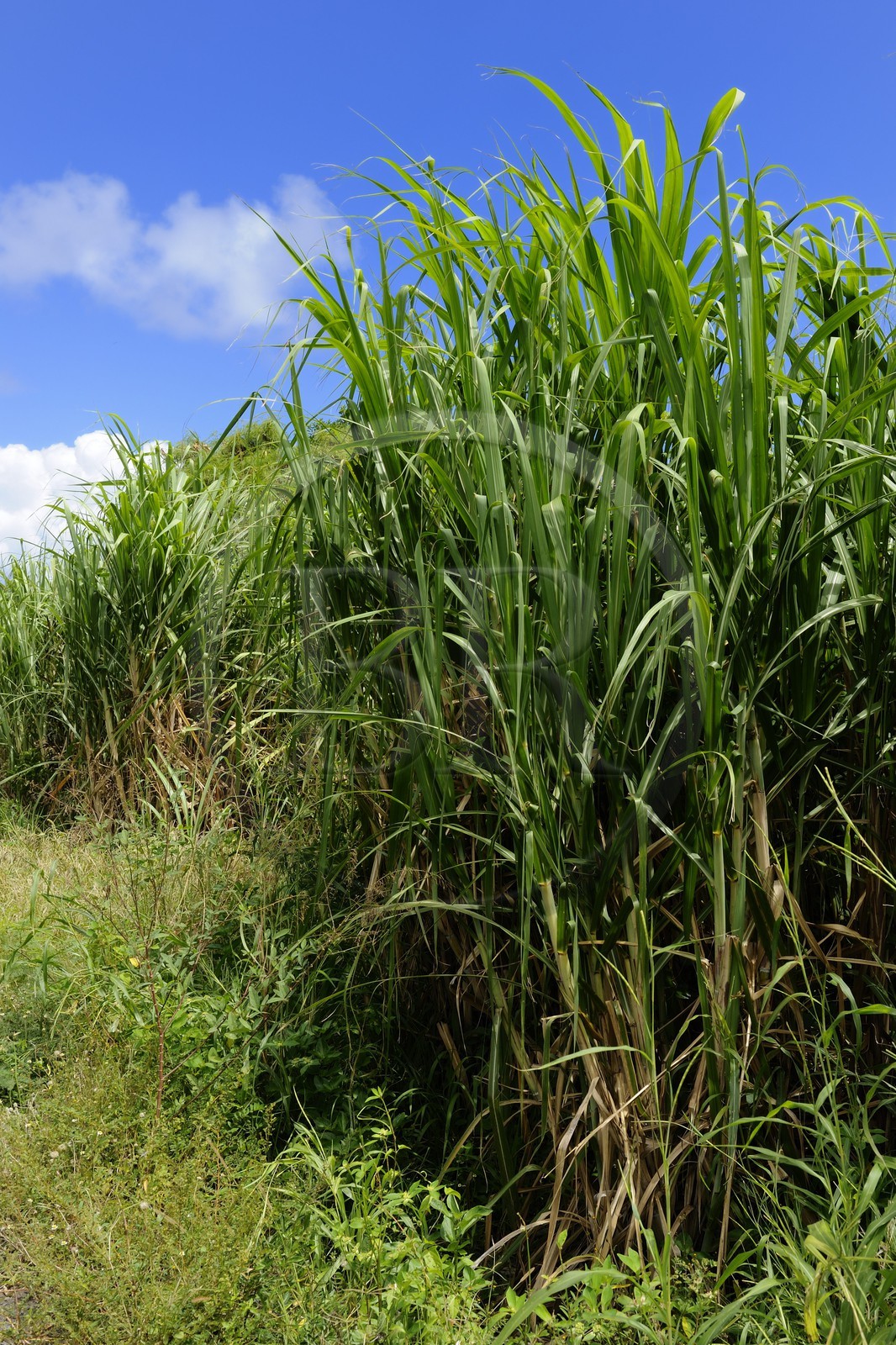 France, Ile de la Reunion, côte sud, Saint-Philippe, champ de canne a sucre