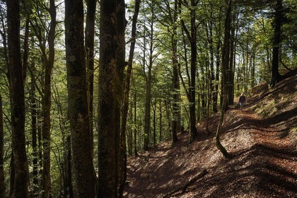 France, Haut-Rhin (68), Parc naturel régional des ballons des Vosges, Rimbach-près-Masevaux, randonneur marchant vers le Col des Perches non loin de Gazon Rouge dans les Vosges